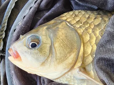 청풍 한버들 허릿급 조황입니다