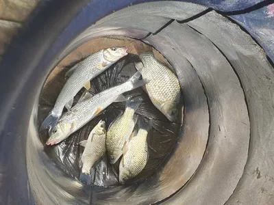 실리곡낚시터 조황입니다.