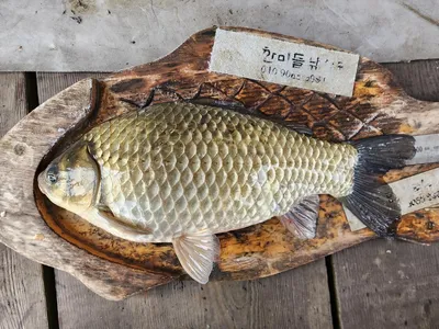 청풍 한버들 4짜및 허릿급 조황입니다