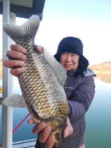 돌감낚시터 43.8cm 붕어 및 조황입니다.