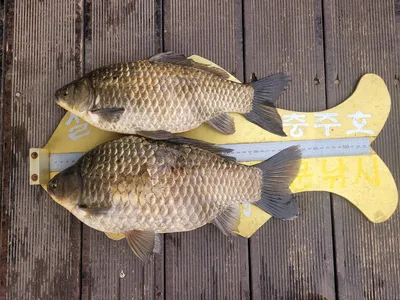 청풍실리곡낚시터 43.5cm.4짜 대물 조황입니다.