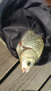 청풍 한버들 허릿급 조황입니다