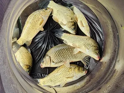 청풍 한버들 허릿급 조황입니다(주말)