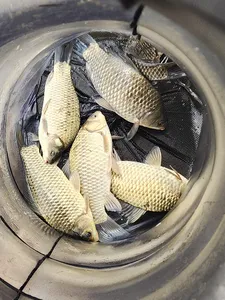 청풍 한버들 조황입니다