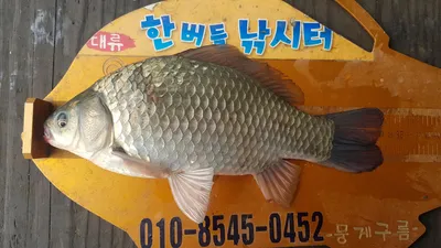 한버들 조황입니다