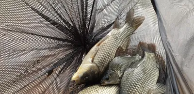 충주호 짱가네낚시터 