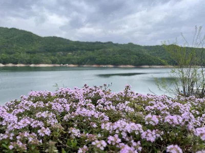 솔낚시터 허리급 조황 소식입니다.