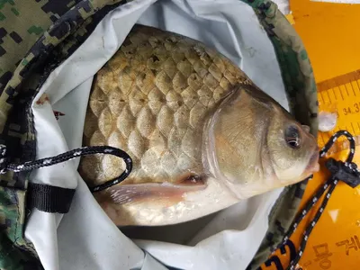 한버들 4짜 포함 허릿급 조황입니다