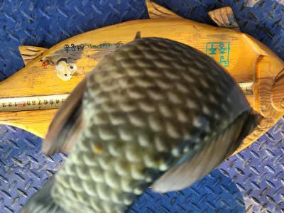 목벌주말조황소식