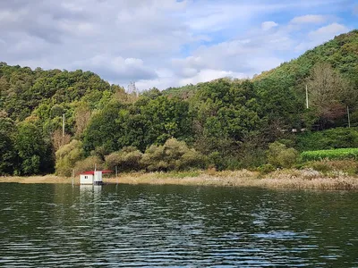 청풍 한버들 4짜및 허릿급 조황입니다