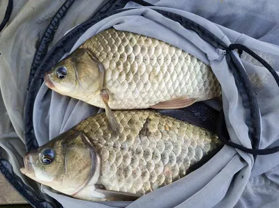실리곡낚시터 허리급 조황입니다.