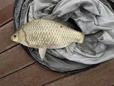 돌감낚시터 4짜 조황