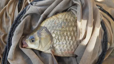 청풍 한버들 낚시터 4짜포함 허릿급 조황입니다