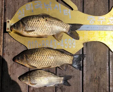 청풍실리곡낚시터 허리급 조황입니다.