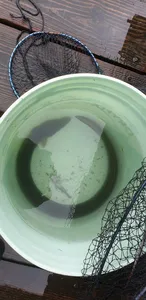 충주호 짱가네낚시터 