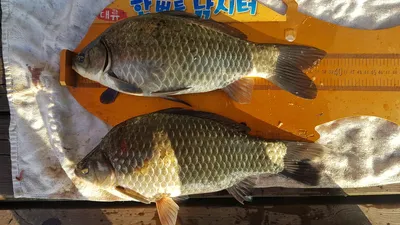 한버들낚시터입니다.