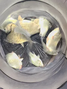 청풍 한버들 4짜 조황입니다