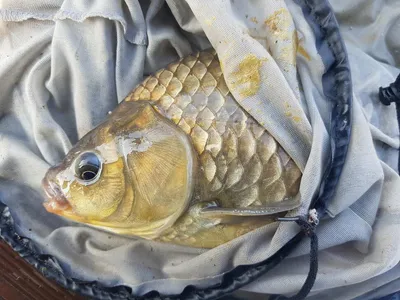 한버들 4짜 포함 허릿급 조황입니다