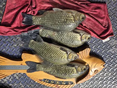 목벌낚시터 조황정보