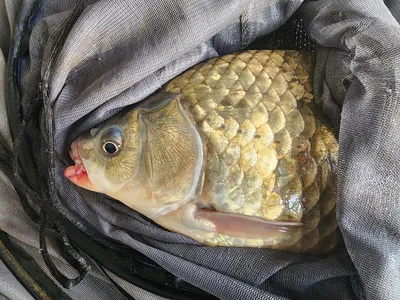 청풍 한버들 허릿급 조황입니다