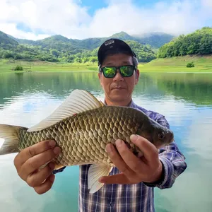 돌감낚시터 붕어 4짜(42.5cm) 및 조황