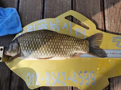 실리곡낚시터 허리급 조황입니다.