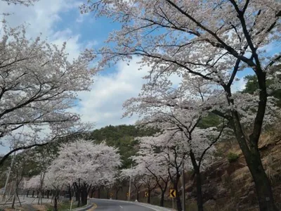 한버들 첫 붕어 소식입니다