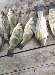 충주호 짱가네낚시터 