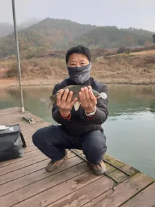 한버들 조황입니다