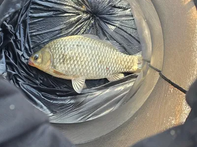 청풍 한버들 조황입니다