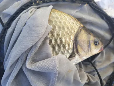 한버들 조황입니다