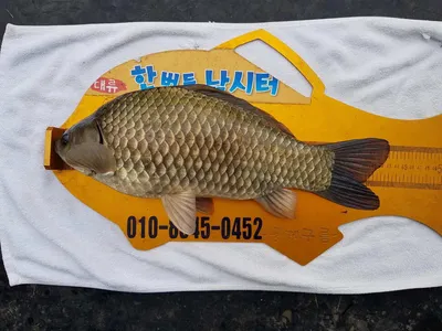 한버들 4짜 조황입니다