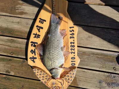 사오리 낚시터 조황정보