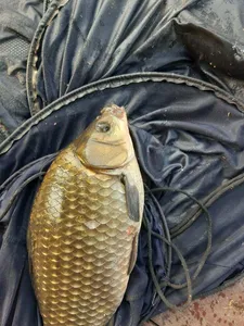 돌감낚시터 4짜