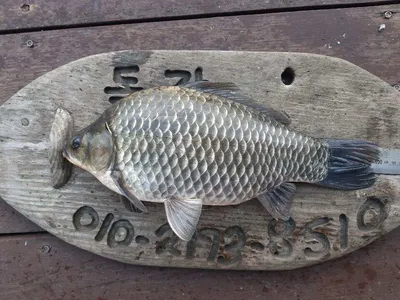 돌감낚시터 4짜,39cm