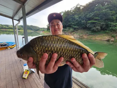 돌감낚시터 4짜 붕어조황입니다.