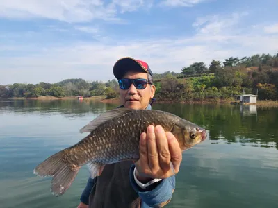 돌감낚시터 붕어조황입니다.