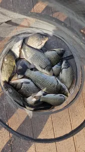 안녕하세요 명서낚시터 조황입니다