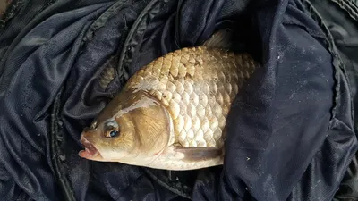 한버들 조황입니다