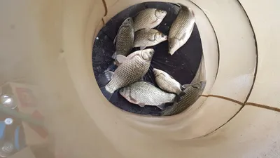 청풍 한버들 허릿급및 월척 조황입니다