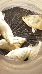 한버들 조황입니다