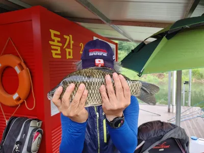 돌감낚시터 붕어조황입니다.