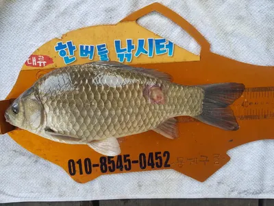 한버들 4짜 포함 허릿급 조황입니다