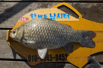 한버들 4짜 포함 허릿급 조황입니다