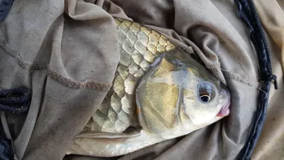 한버들 4짜 포함 허릿급 조황입니다