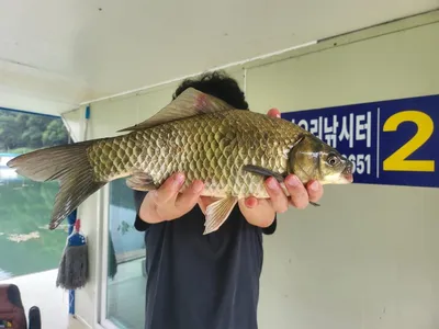 사오리 낚시터 7월 15일 조황