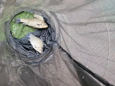 청풍 실리곡낚시터  4짜.4짜 조황입니다.