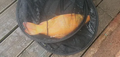 신매낚시터 10월 11일 조황