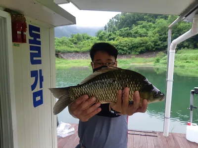 돌감낚시터 붕어 조황입니다.