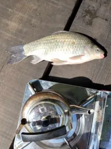 청풍 한버들 허릿급 조황입니다